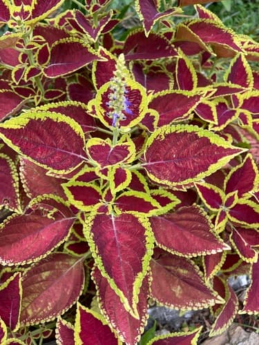 Little Ruby Coleus