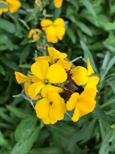 Yellow Wallflower