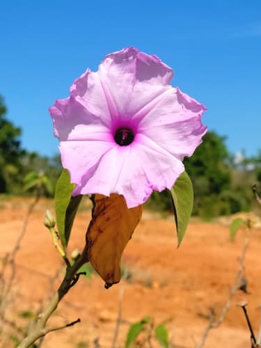 Tall Bush Morning Glory