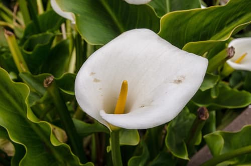 Calla Lily