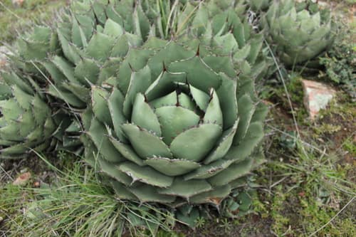 Artichoke Agave