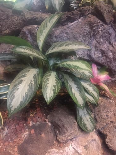 Chinese Evergreen