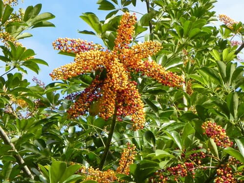 Umbrella Tree