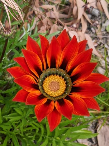 New Day Mix Gazania