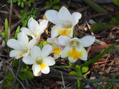 Freesia
