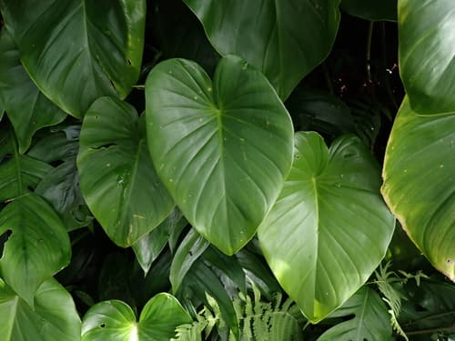 Homalomena 'Camo'