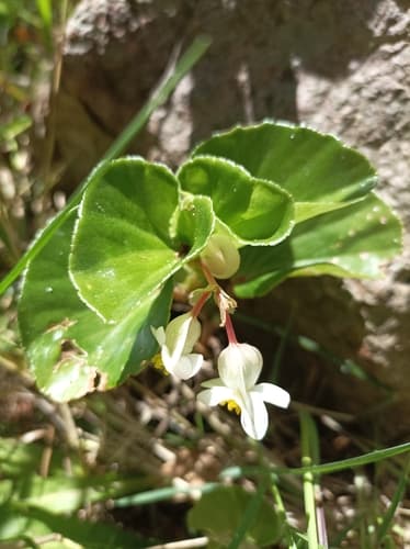 Green Leaf Begonia