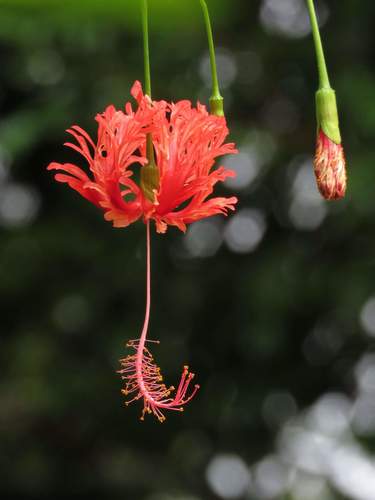 Braided Hibiscus