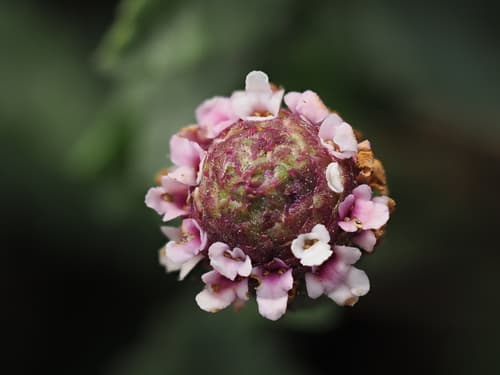 Frog Fruit