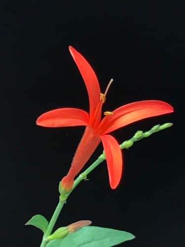Flame Acanthus