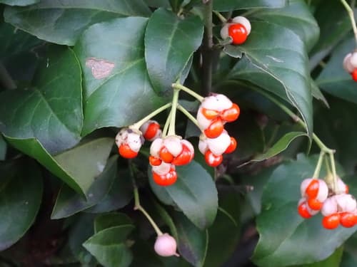 Wintercreeper 'Coloratus'