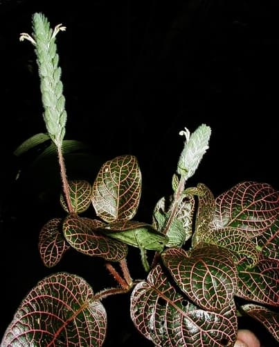 Nerve Plant