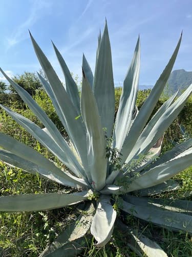 Yellow Striped Century Plant