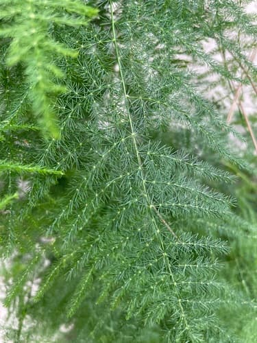 Asparagus Fern