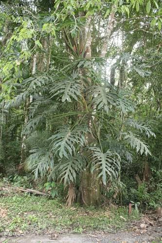 Philodendron Selloum 'Lickety Split'