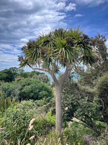Cordyline 'Red Star'