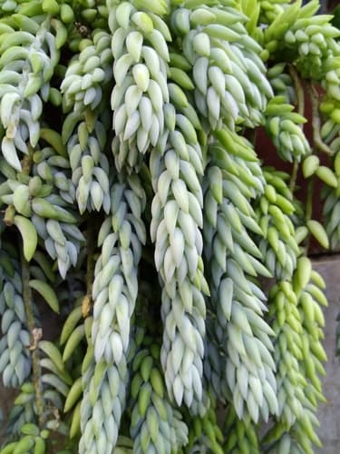 Burro's Tail