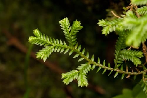 African Clubmoss