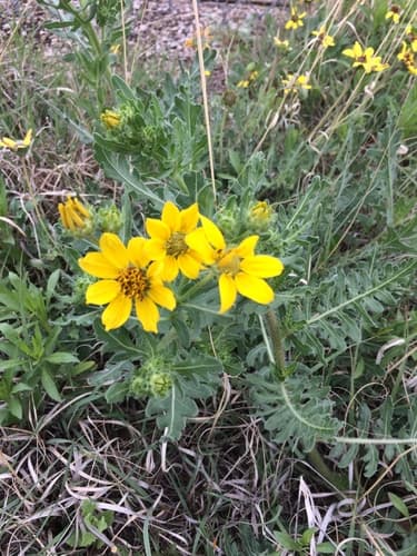 Cutleaf Daisy