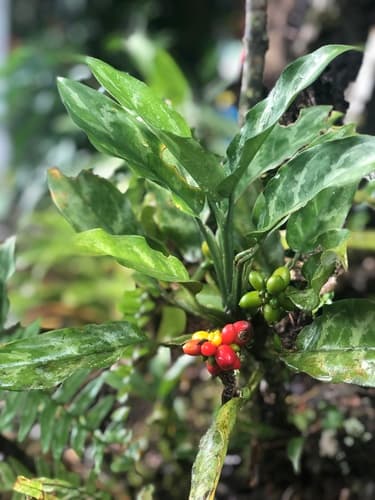 Aglaonema 'Red Flame'
