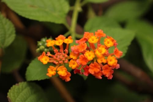 Lantana