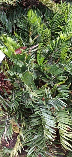 Coontie