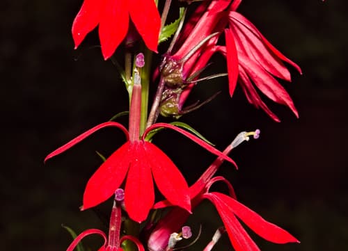 Lobelia 'Starship Scarlet Bronze Leaf'