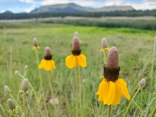 Mexican Hat