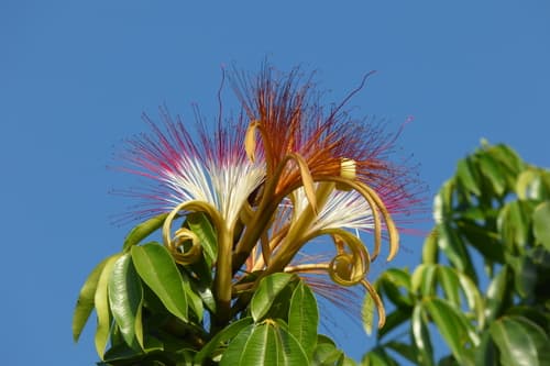 Money Tree