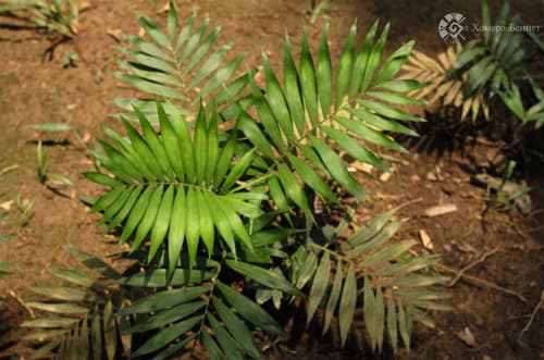 Parlor Palm