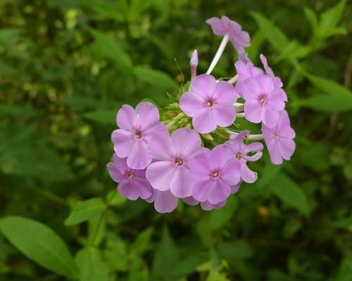 Perennial Phlox