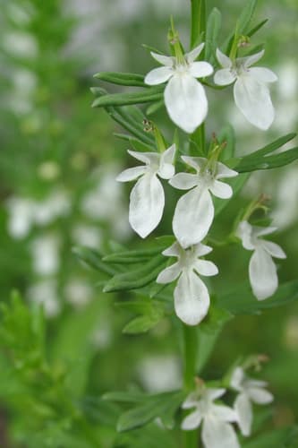 Coast Germander