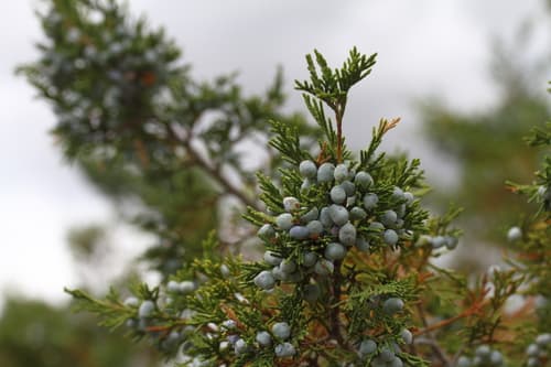 Woodward Juniper