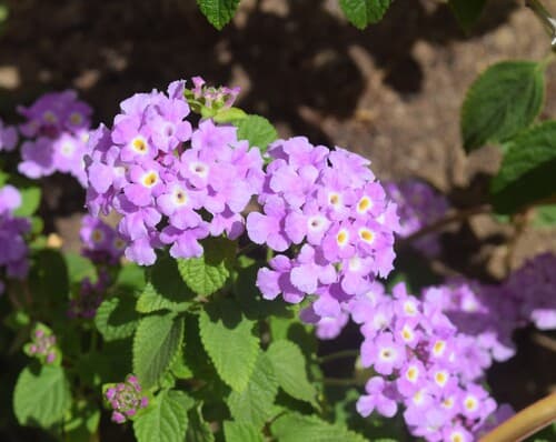 Blue Lantana