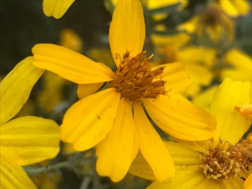 Copper Canyon Daisy