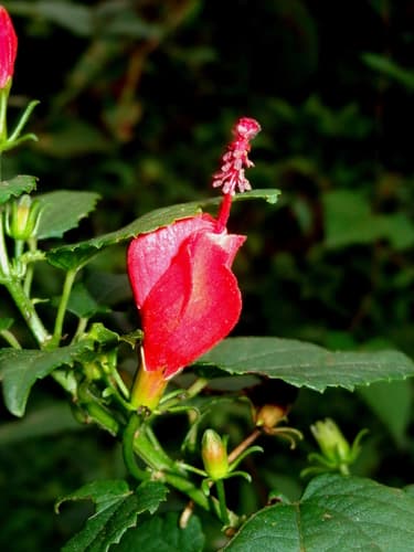 Turk's Cap