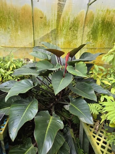 Philodendron Congo