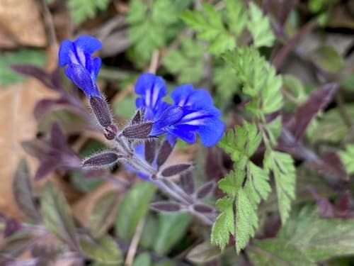 Bicolor Sage