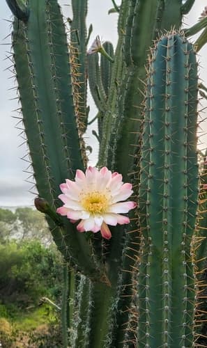 Cereus