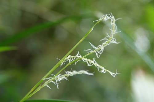 White Tipped Sedge