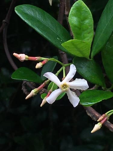 Asian Jasmine