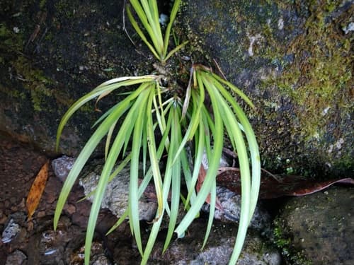 Golden Variegated Sweet Flag