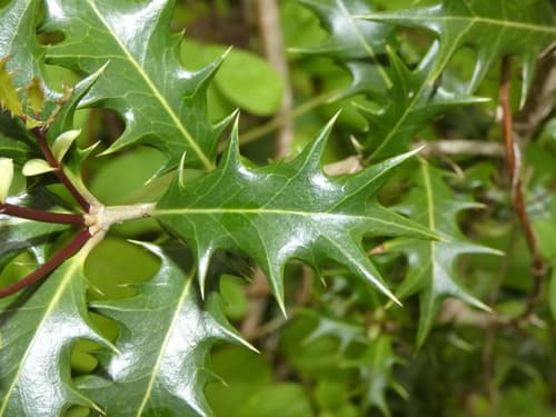 Goshiki Osmanthus