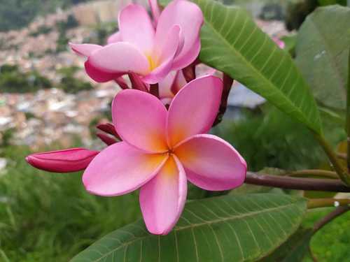 Plumeria