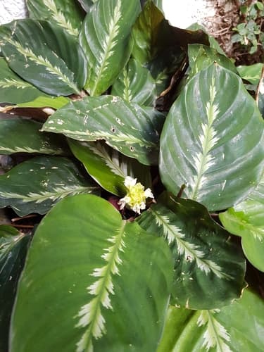 Bamboo Calathea