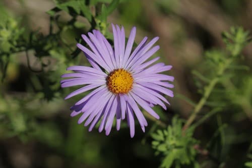 Fall Aster