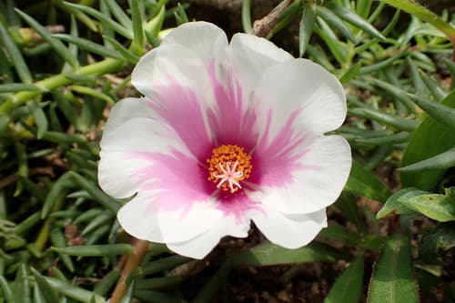 Portulaca