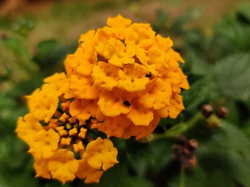 Lantana Gold