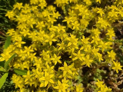 Sedum