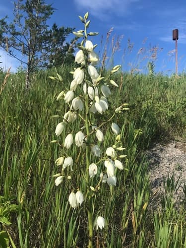 Yucca 'Color Guard'